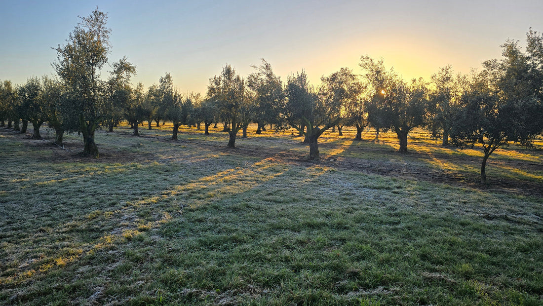 Rows of olive trees in the Aquiferra grove in Hawke's Bay
